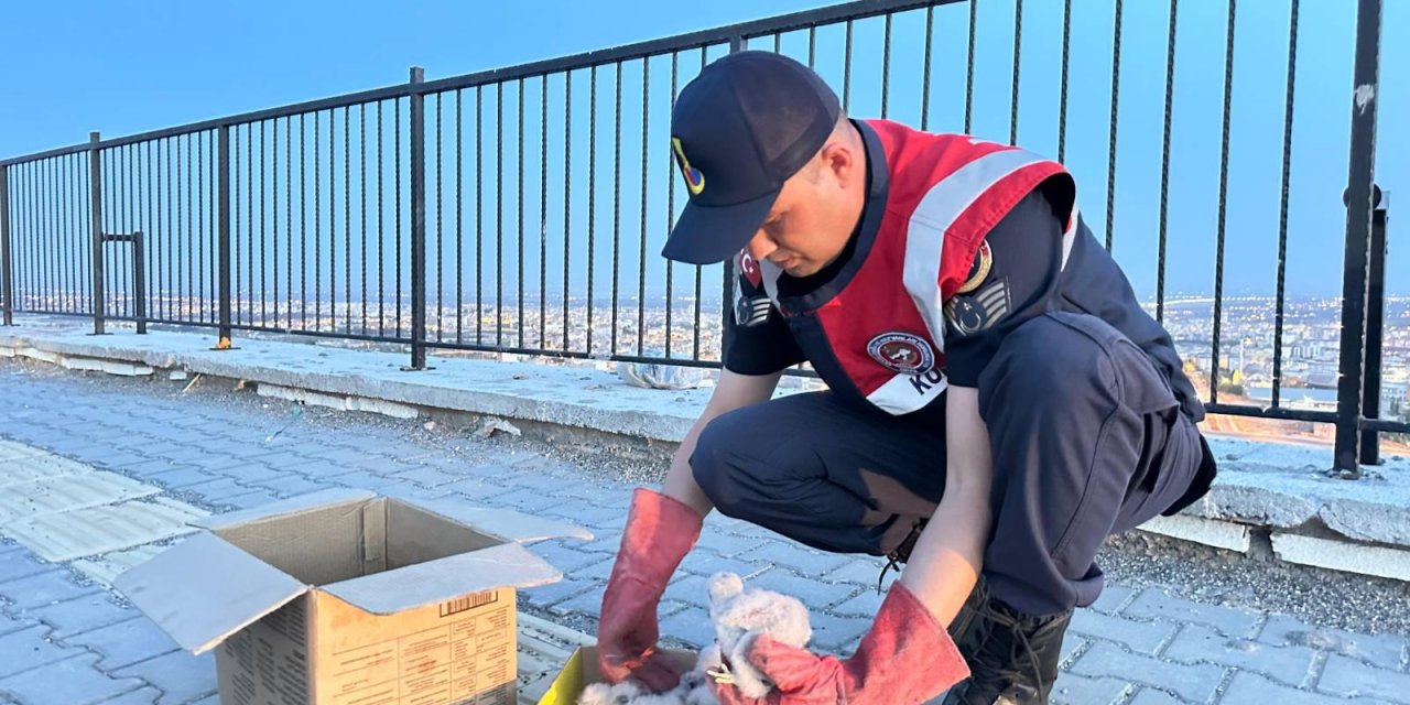Kilis’te, 4 Yavru Kartal Koruma Altına Alındı