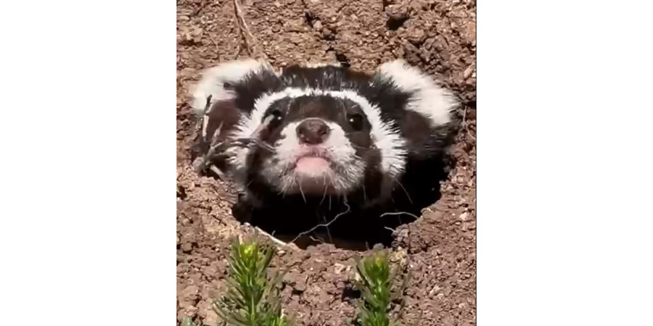 Sivas'ta Nesli Tehlike Altındaki 'Alaca Sansar' Görüntülendi