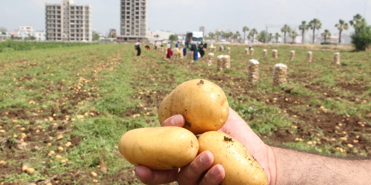 Adana’da Zirai Don Nedeniyle Patatesin Rekoltesi Düştü