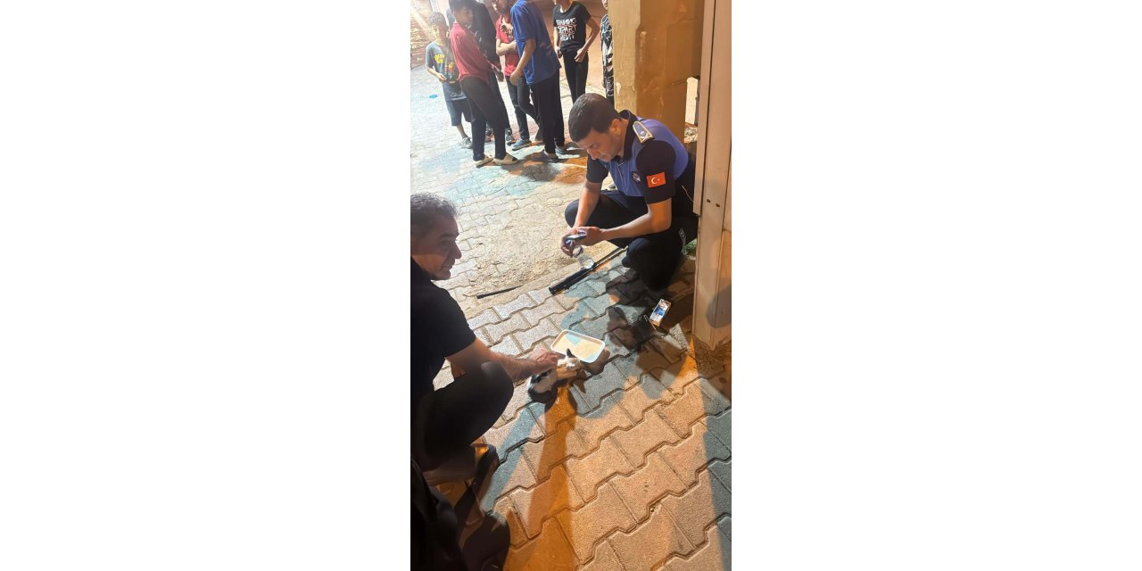 Reklam Panosunda Mahsur Kalan Yavru Kediyi Zabıta Ekipleri Kurtardı
