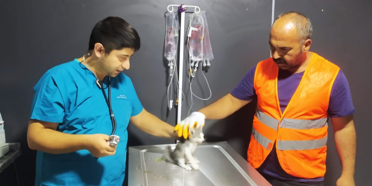 Yıkım Çalışmaları Sırasında Fark Edilen Kedi, Kurtarıldı