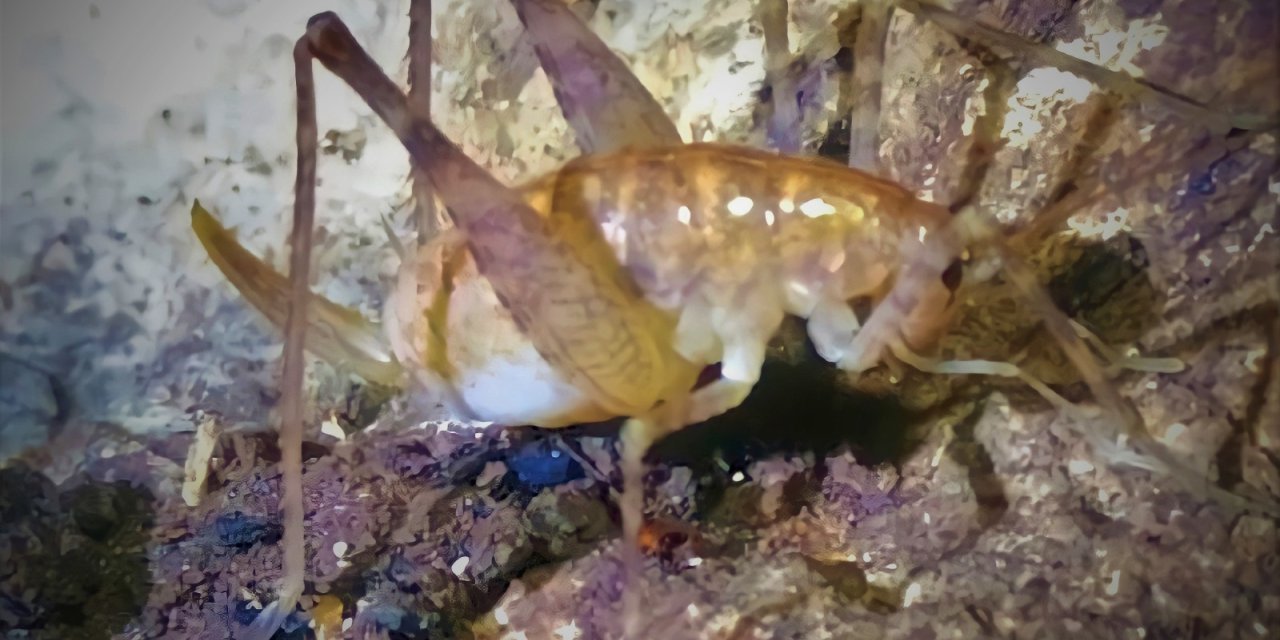 Diyarbakır’da Bulunan Yeni Çekirge Türüne ‘Troglophilus Diclensis’ İsmi Verildi