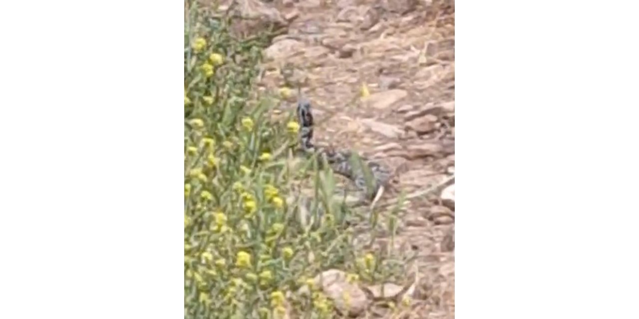 Çanakkale'de Yılanların 'Çiftleşme Dansı' Kamerada