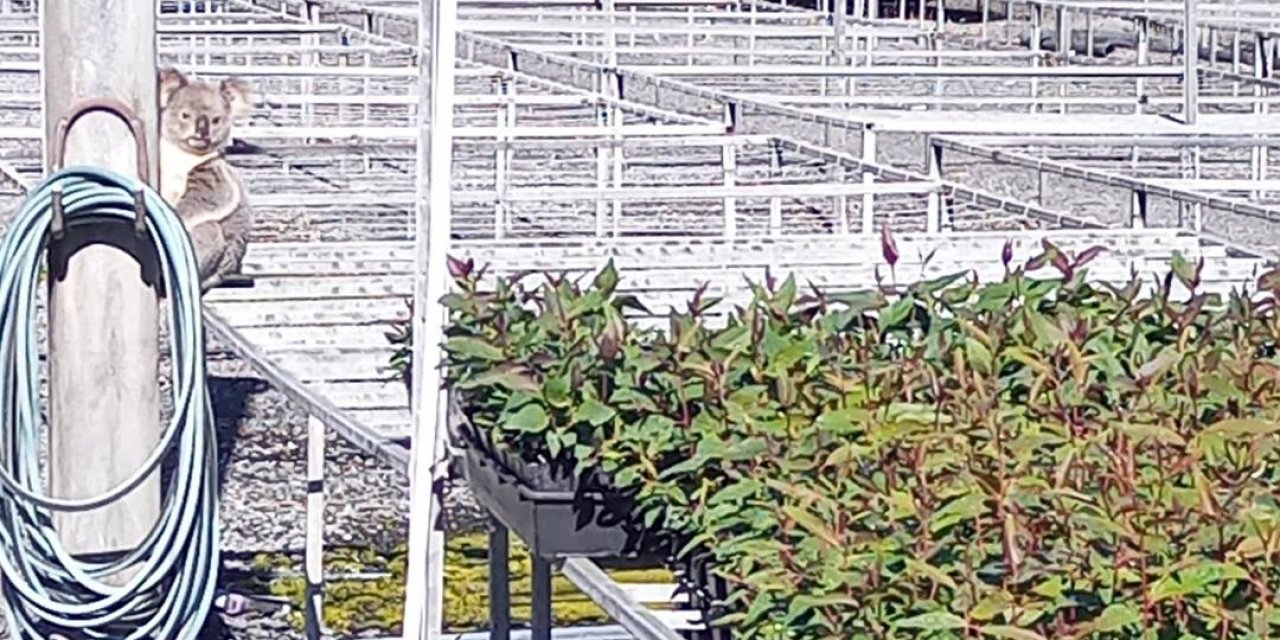 Avustralya’da Aylardır Fideleri Yiyen Hırsızın Koala Olduğu Ortaya Çıktı