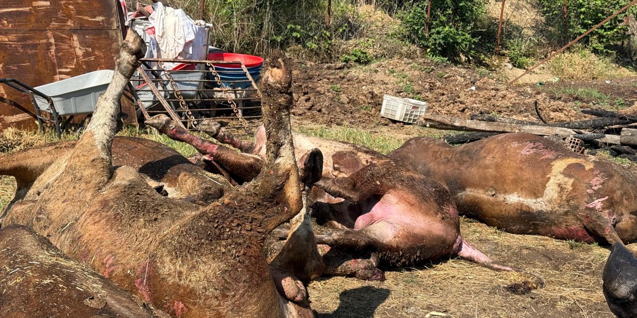 Besi çiftliğinde çıkan yangında 16 büyükbaş öldü