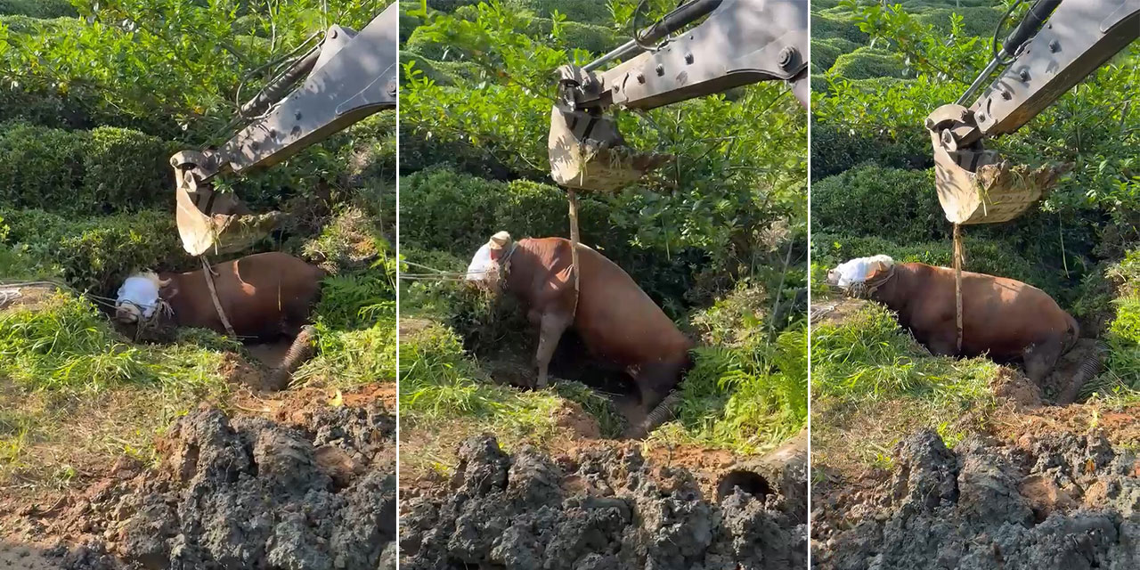 Rize’de kaçan boğa iş makinesiyle kurtarıldı; o anlar kamerada