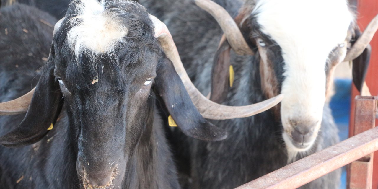 'Kurban Etini Serin Ortamda Dinlendirip, İç Sıcaklığı 70 Derece Üzerinde Pişirin'