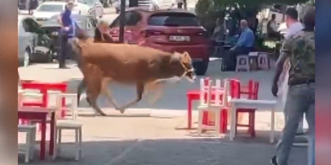 Sahibinin elinden kaçan kurbanlık, mahalleliyi peşinden koşturdu