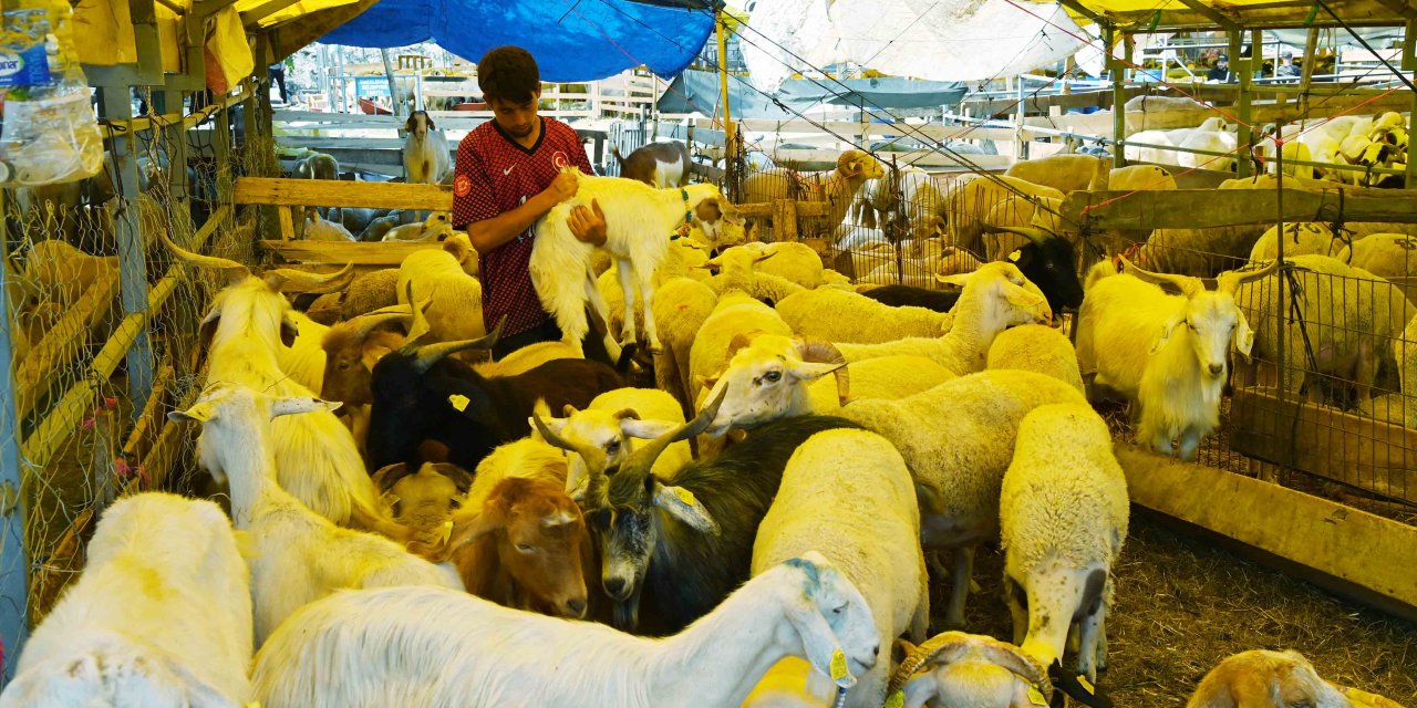 Bahçelievler Belediyesi: Hayvanların büyük çoğunluğu satıldı