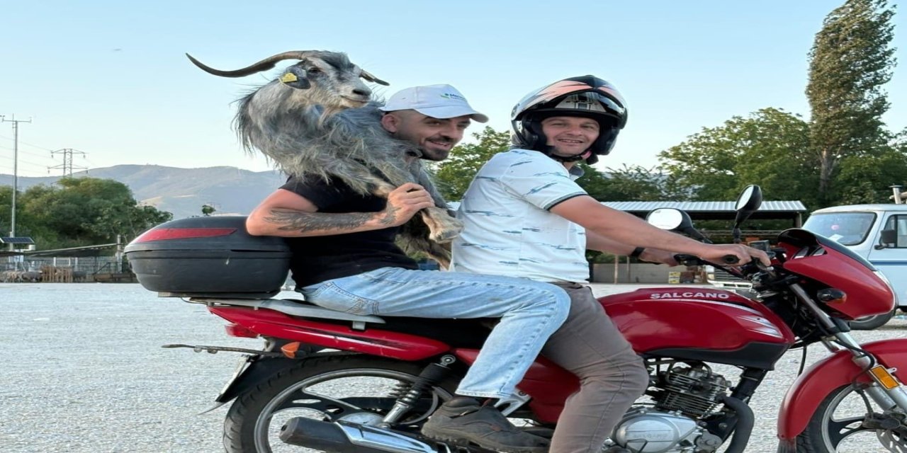 Kaçan Keçiyi Motosikletle Yakalayıp Omuzlarında Pazara Getirdiler