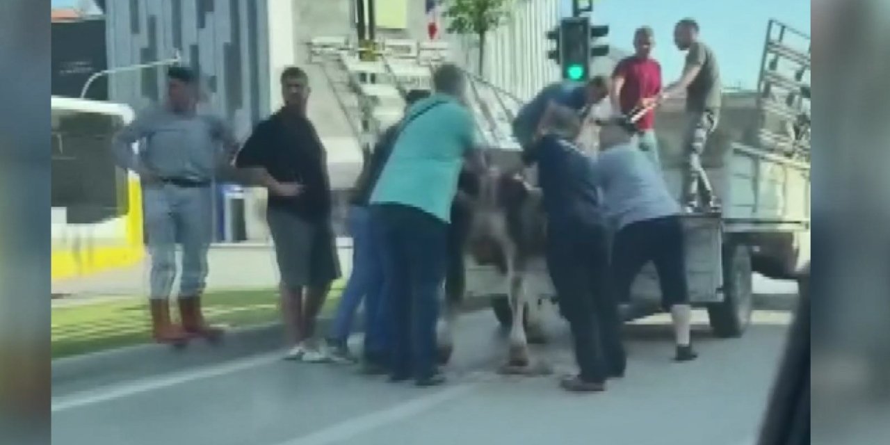 Kaçan kurbanlık boğalardan biri dere yatağında, diğeri trafikte yakalandı