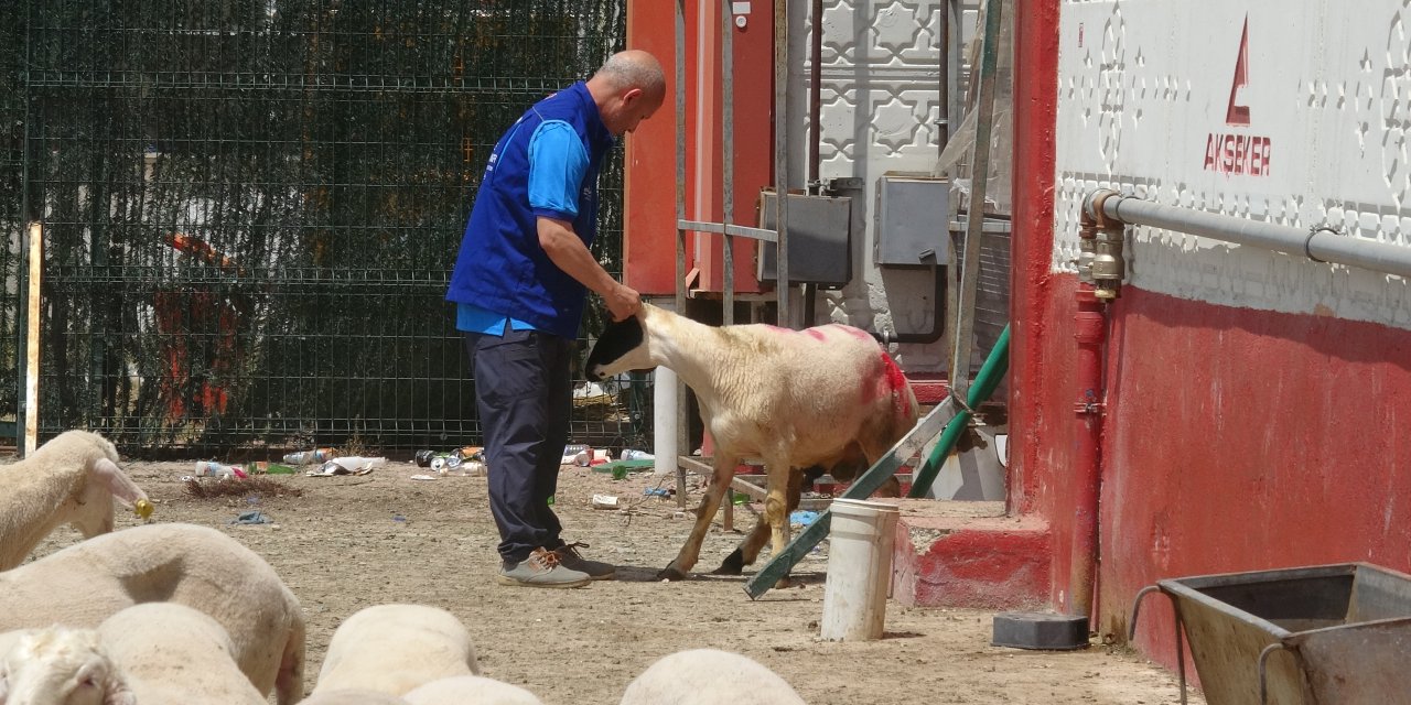 Cumhurbaşkanı Erdoğan'ın Bağışladığı Kurbanlık 2 Koç, Konya'da Kesildi