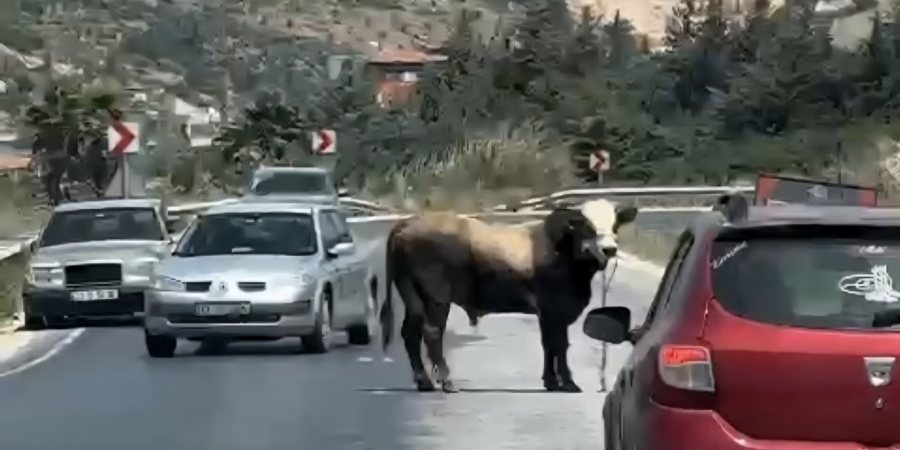 Kaçan Kurbanlık Boğa Kara Yoluna Çıktı
