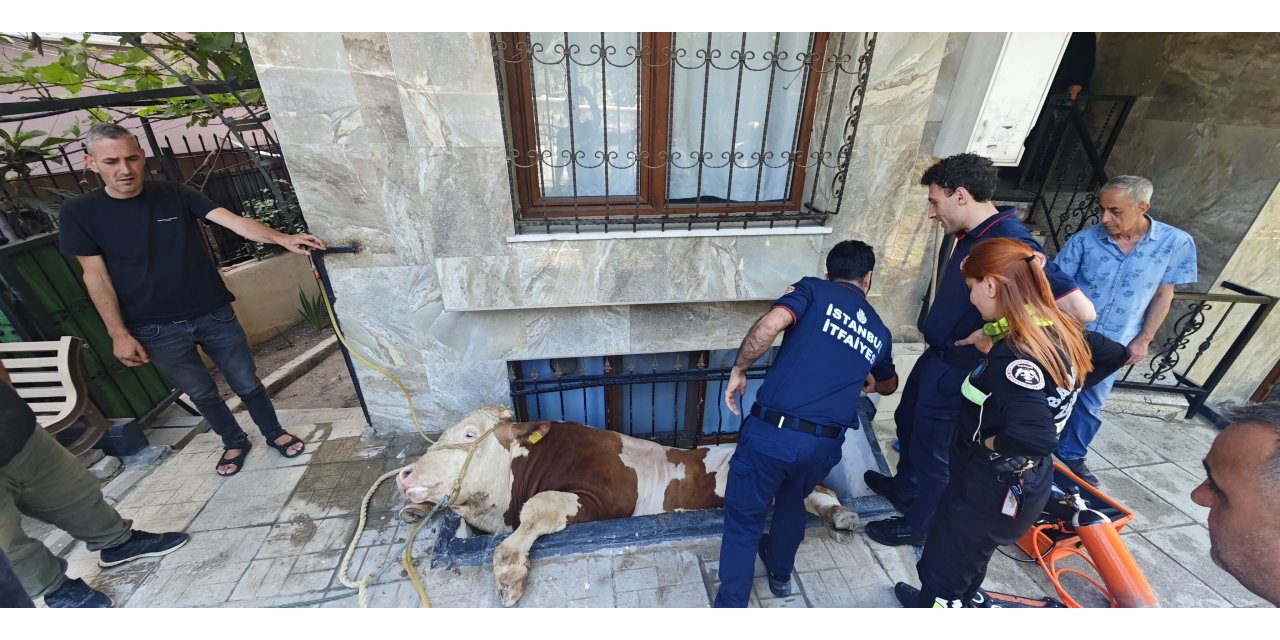 İstanbul - Bahçelievler’de pencerenin boşluğuna düşen boğa kurtarıldı