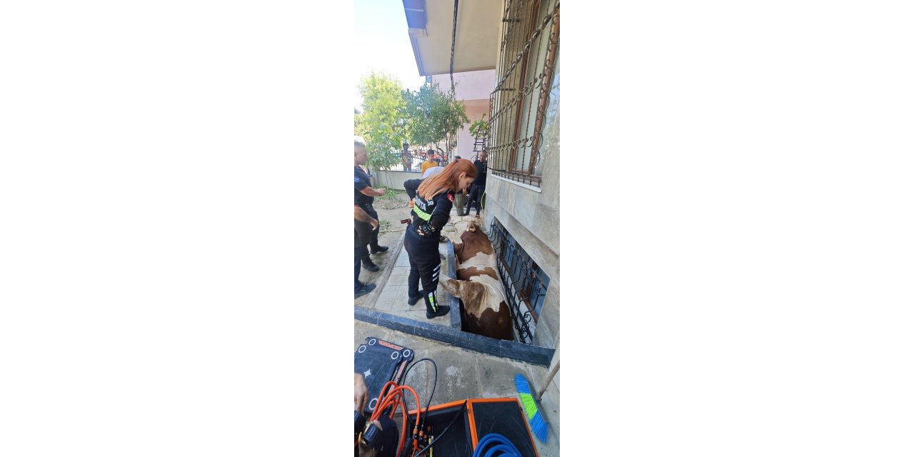 İstanbul- Bahçelievler'de bodrum kattaki dairenin pencere boşluğuna düşen kurbanlık kurtarıldı