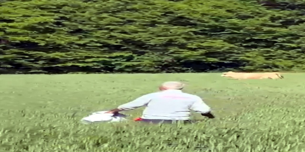 Kaçan Kurbanlık Boğa Ormanda Yakaladı