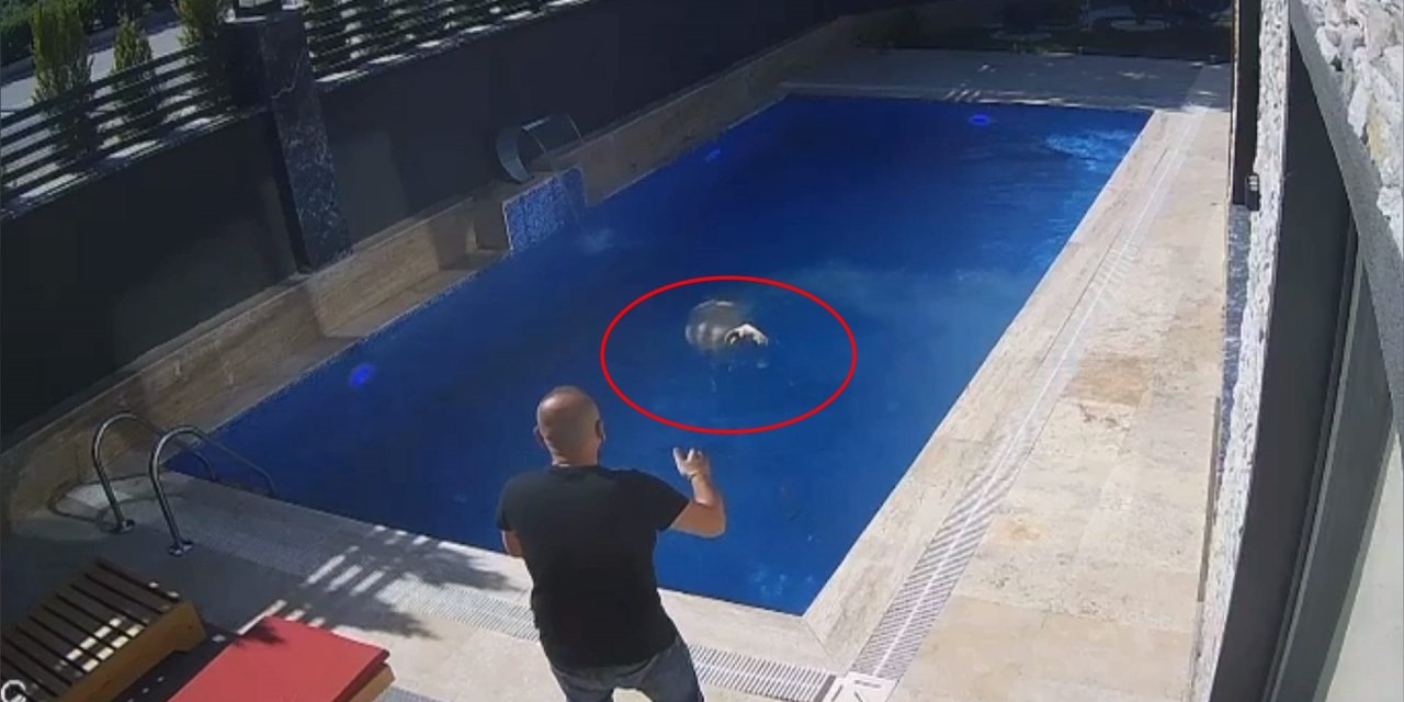 Sahibinden Kaçan Koçun, Bir Villanın Bahçesindeki Havuza Girdiği Anlar Kamerada