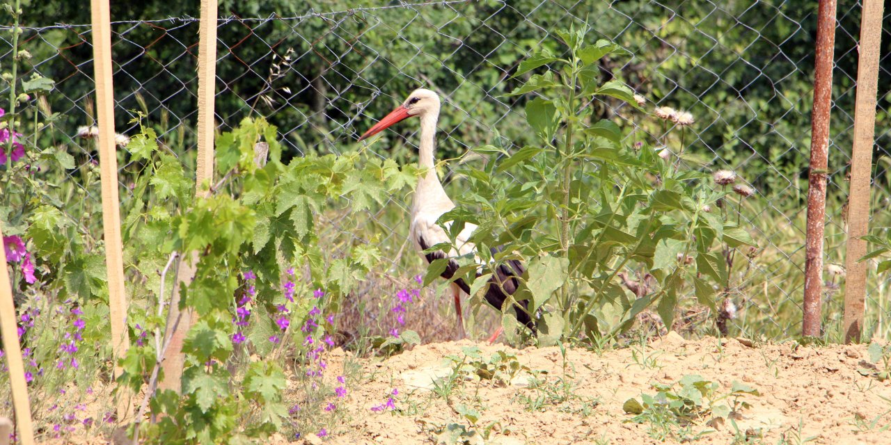Bahçelerine Düşen Yaralı Leyleğe Sahip Çıkıp, Balıkla Beslediler