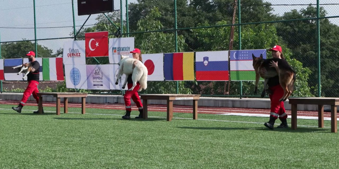 İstanbul- 9 ülkeden 27 arama kurtarma köpeği İstanbul'daki şampiyonada