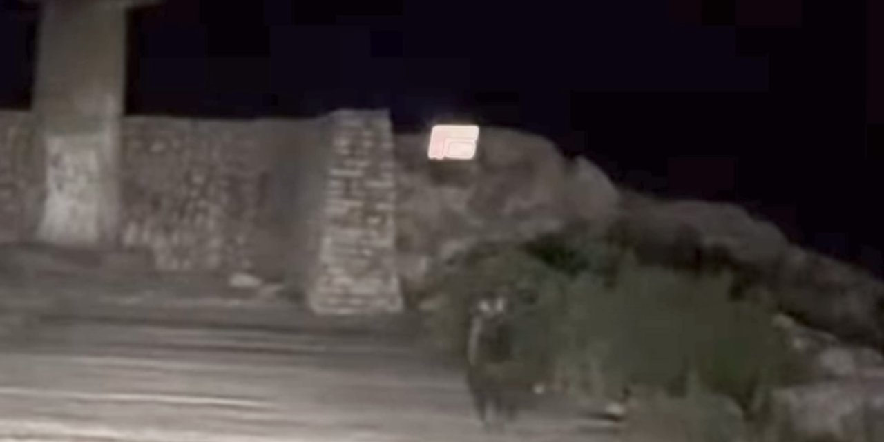 Yavru Bozayı Bu Kez Limanda Görüntülendi