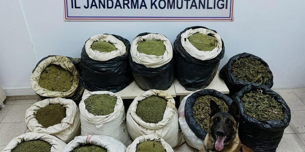 Bingöl'de 3 Milyon Kök Hint Keneviri, 194 Kilo Esrar Ele Geçirildi