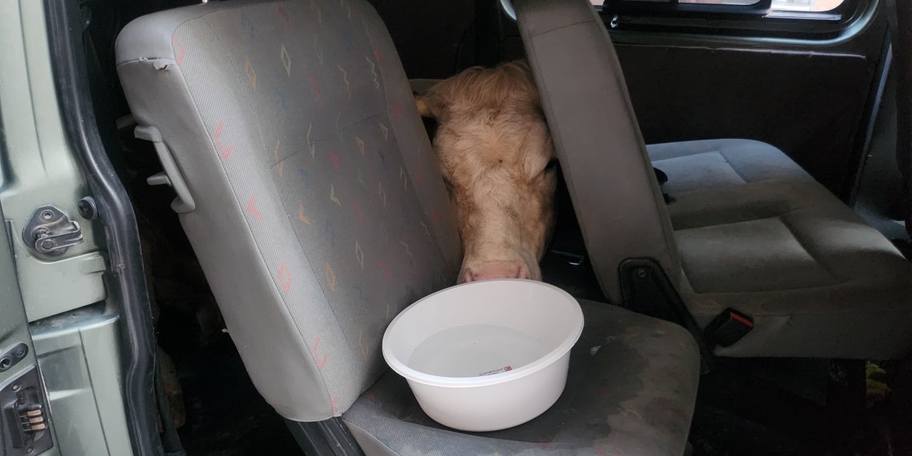 Sahibini Dolandırıp 155 Tl’ye Aldıkları ‘Yıldız’ İsimli İneği Hafif Ticari Araçla Taşıdılar