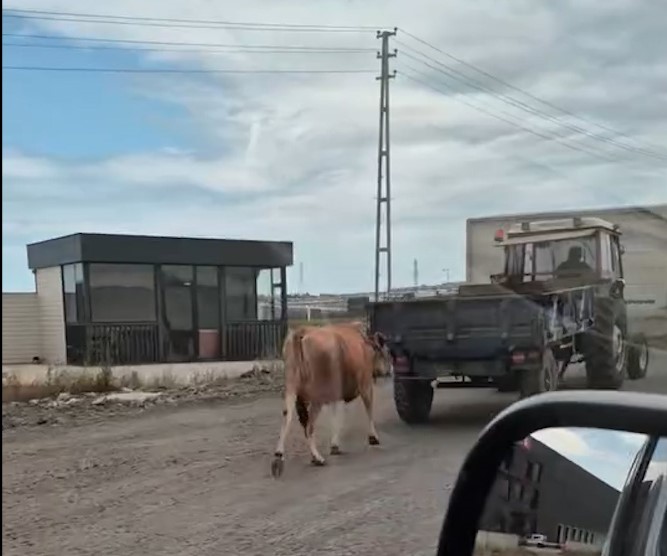 Traktörün arkasına bağladığı ineği sürükleyerek götürdü