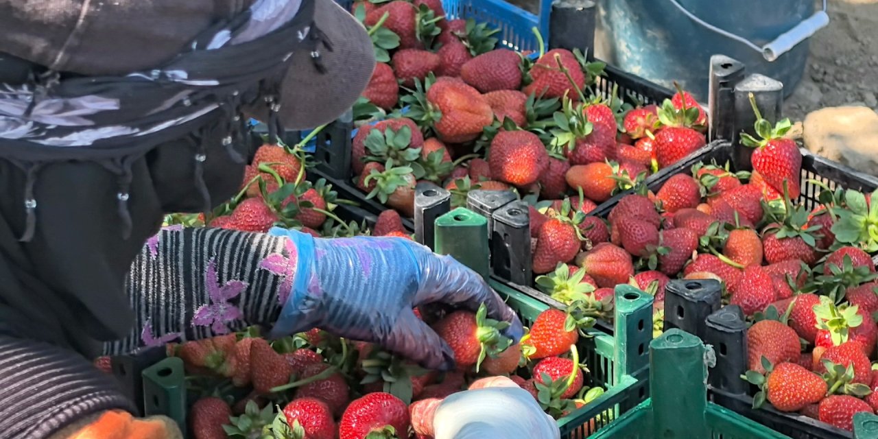 Kurşunlu Çileği'nde Rekoltede Hedef; 10 Bin Ton