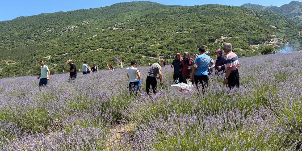 Osmaniye'de Lavanta Bahçesi Ziyarete Açıldı