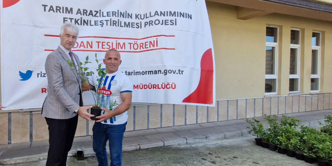 Rize'de Atıl Alanlar Maviyemişle Hayat Buluyor: