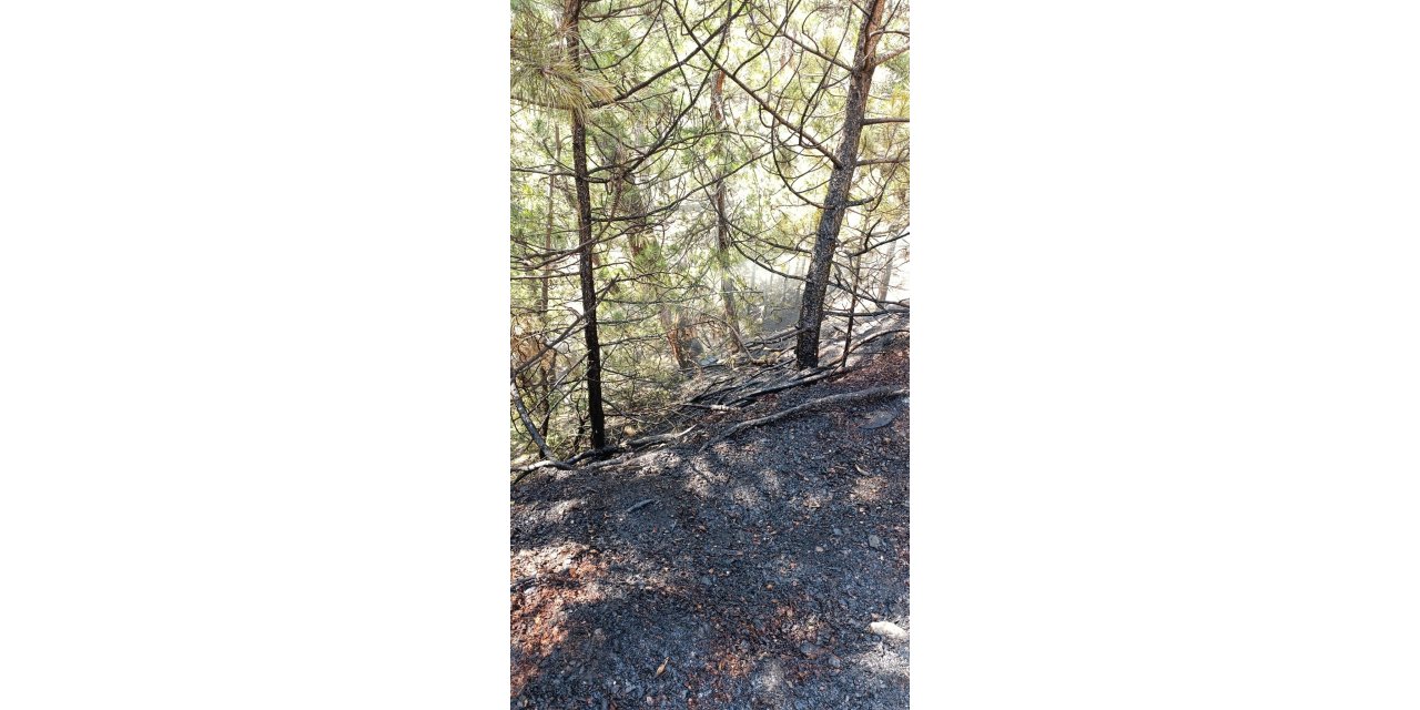 Bursa'da orman yangınına erken müdahale