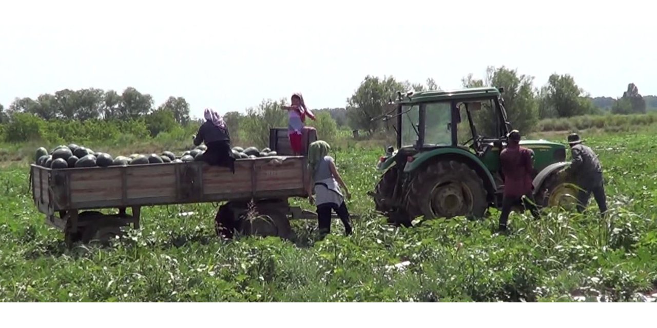 Iğdır'da Yetiştirdiği Karpuzları Erken Toplayan Üreticinin Hedefi 4 Hasat