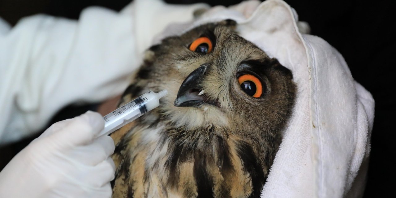 Yaralı Puhu, Tedavisinin Ardından Doğaya Bırakıldı