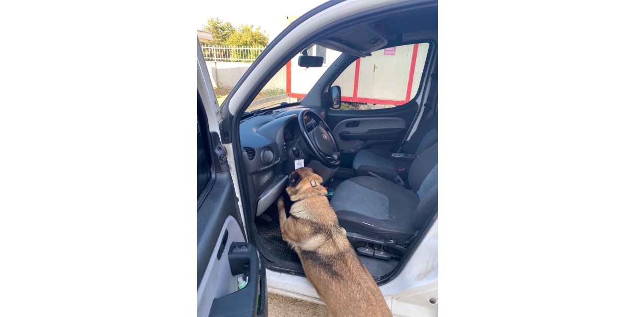 Gizli bölmedeki uyuşturucuyu 'Pako' buldu