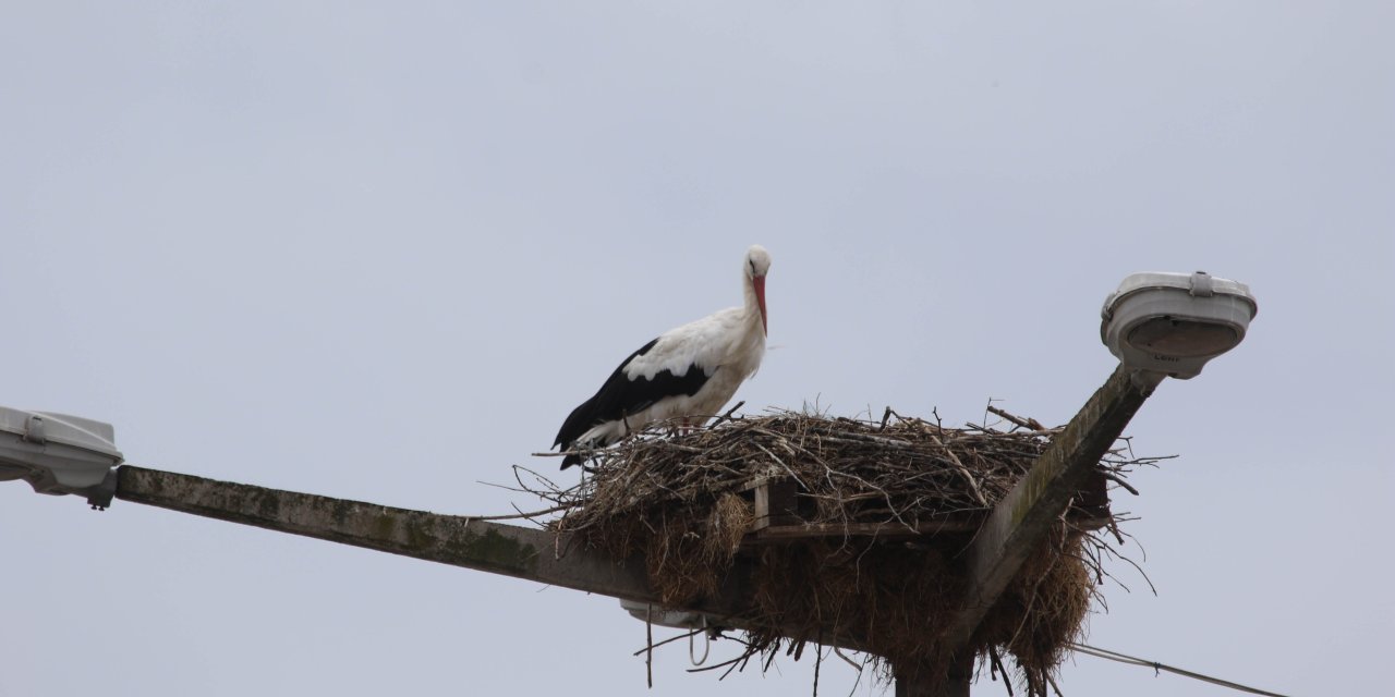 Göçe Yetişemeyen Leylekler, Deltada Yaşamlarını Sürdürüyor