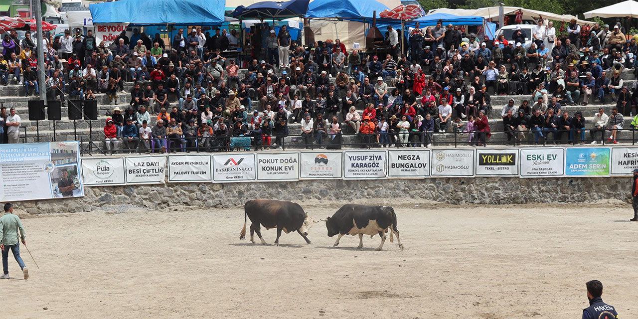 Ayder'de boğa güreşleri heyecanı