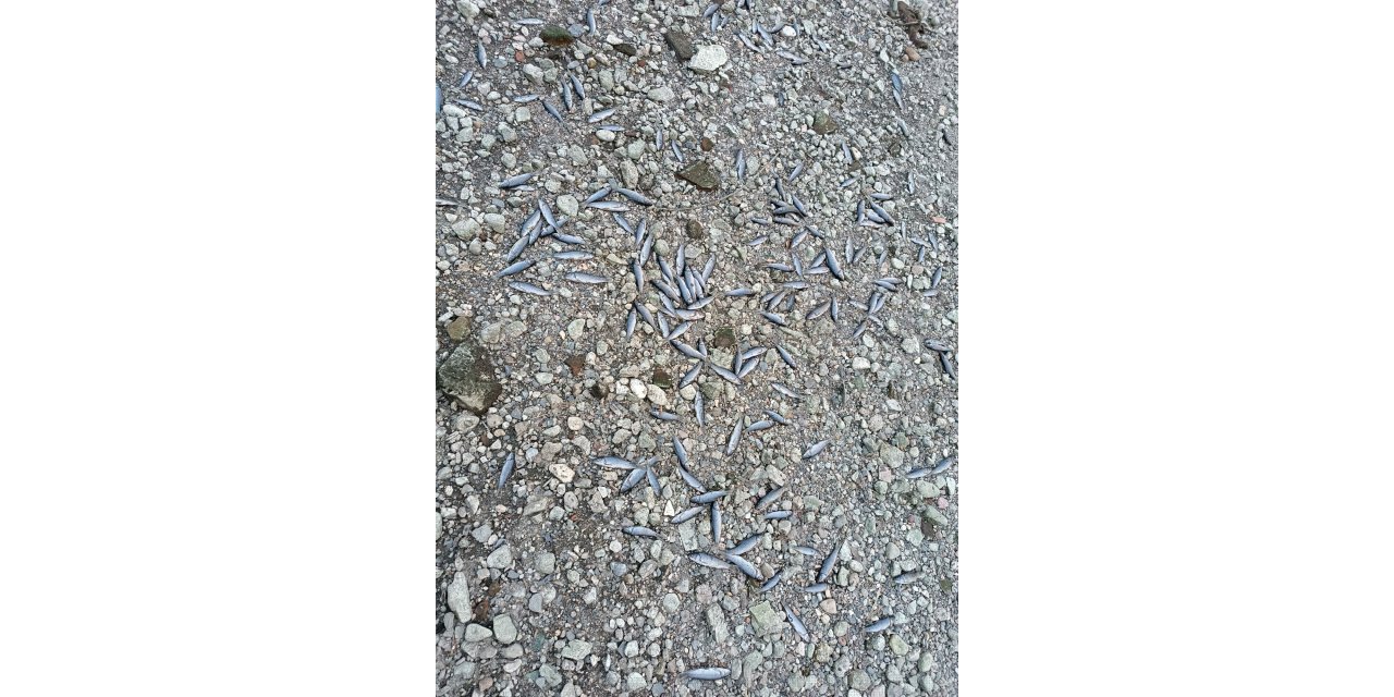 Çanakkale’de Çay Kısmen Kurudu; Toplu Balık Ölümleri Yaşandı