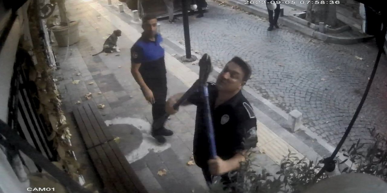 Sarıyer'de Tartışmaya Neden Olan Zeytin Ağaçlarına Şafak Operasyonu