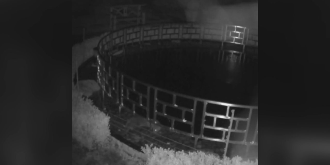 İngiltere’de Bir Su Samuru 125 Bin Dolar Değerindeki Koi Balıklarını Yedi