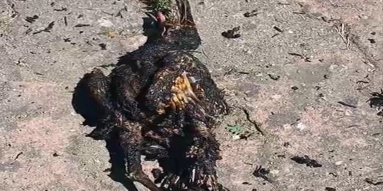 Elektrik telinde akıma kapılan karga, tarlada yangına neden oldu