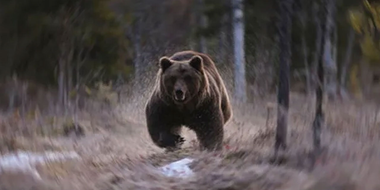 Rize'de Ayı Dehşeti: Evler ve Araçlar Tahrip Edildi