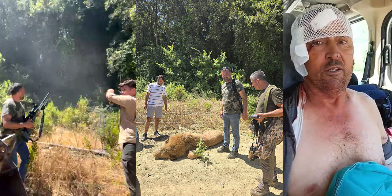 Hayvan parkından kaçan aslan öldürüldü, saldırdığı kişi yaralandı