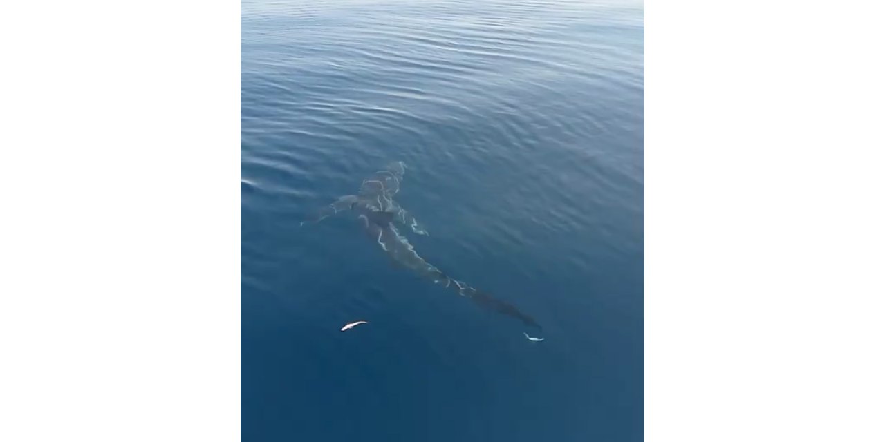 Saros’a Açılan Balıkçılar Köpekbalığı Görüntüledi