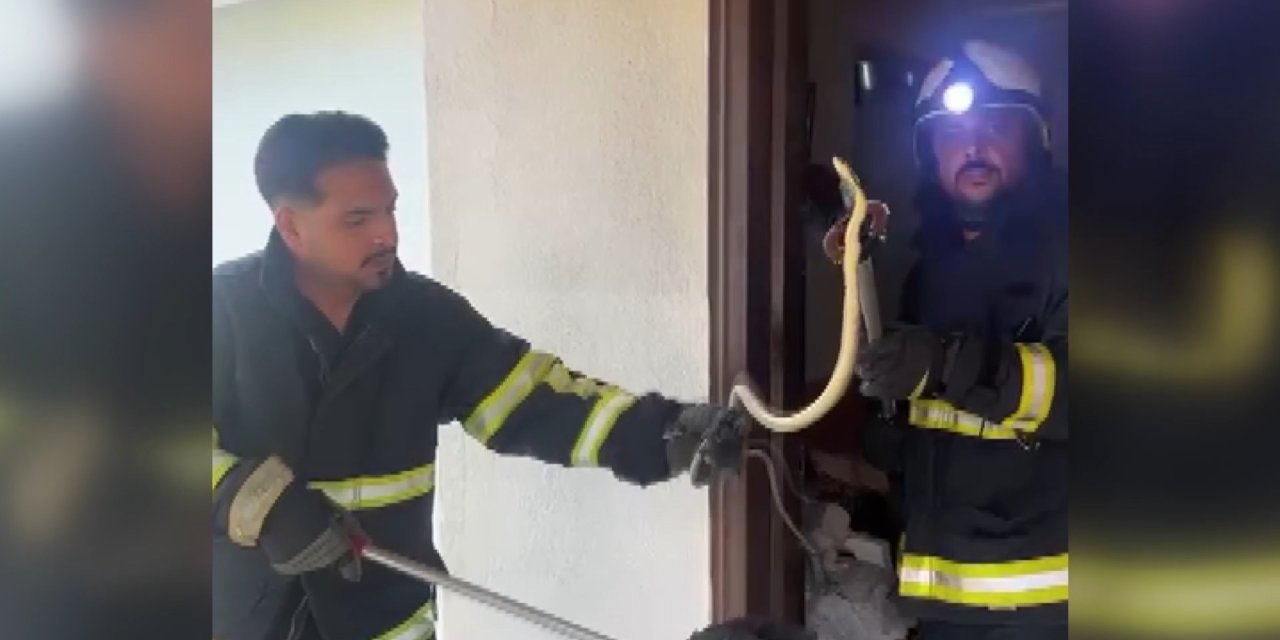 Eve giren yılan itfaiye görevlileri yakalayıp, doğaya saldı