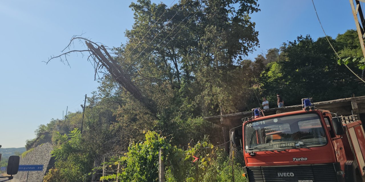 Kurumuş ağaç elektrik tellerinin üzerine devrildi, ormanda yangın çıktı