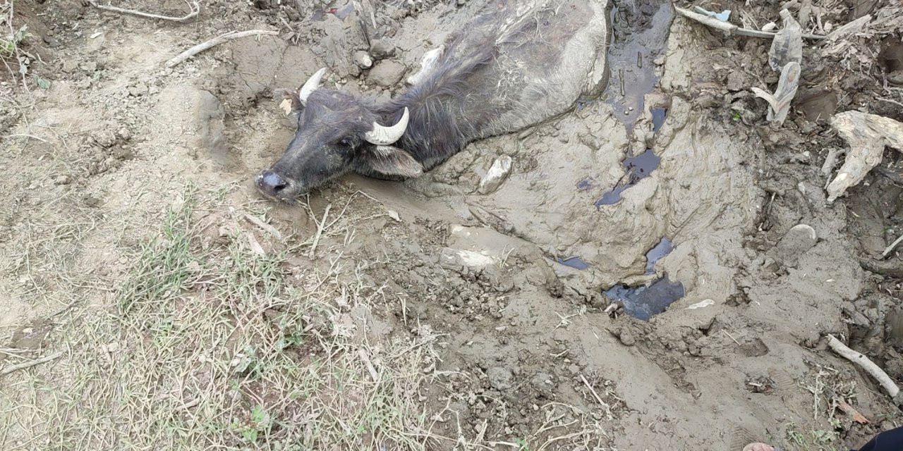 Bataklığa Saplanan 3 Büyükbaşı, İtfaiye Kurtardı