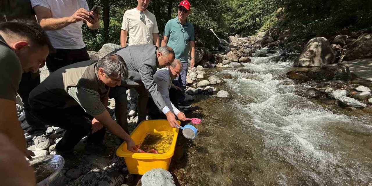 Şavşat’ta Mansurat Deresi’ne 20 bin alabalık yavrusu bırakıldı