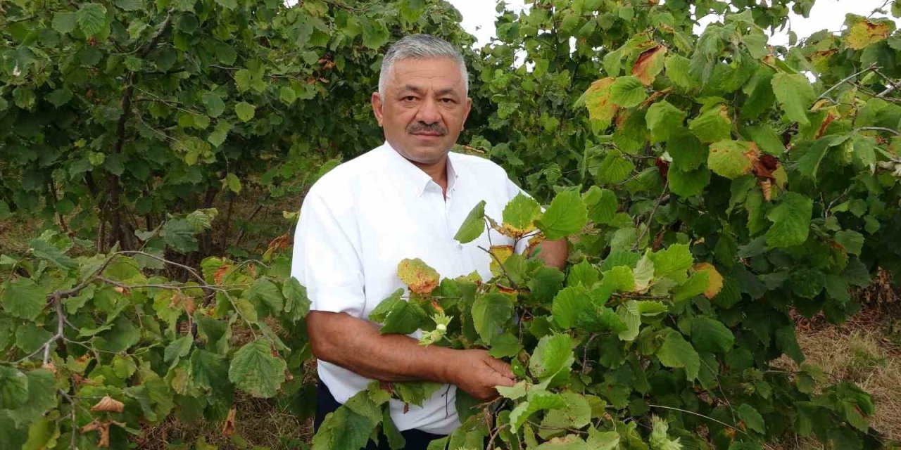 Türkiye’nin fındık rekoltesinde ciddi düşüş