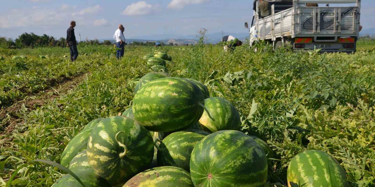 Bafra Ovası’nda karpuz hasadı başladı