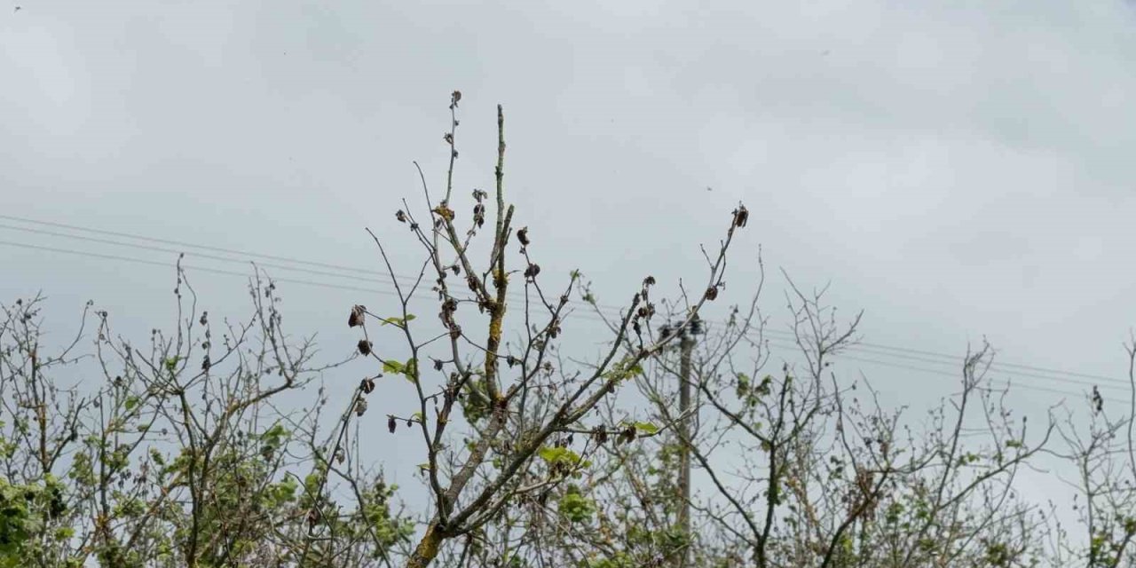 Çiftçiler 2 yıl fındıktan umudu kesti